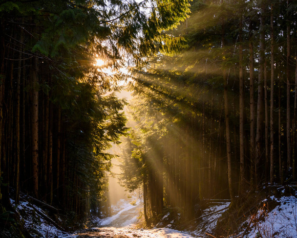 Beautiful nature woodland scene. Springtime foliage. sun star behind the forest. Sun rays hitting the trees, beaming down. Snow on the forest road. Dark tree silhouettes  - Photo, Image