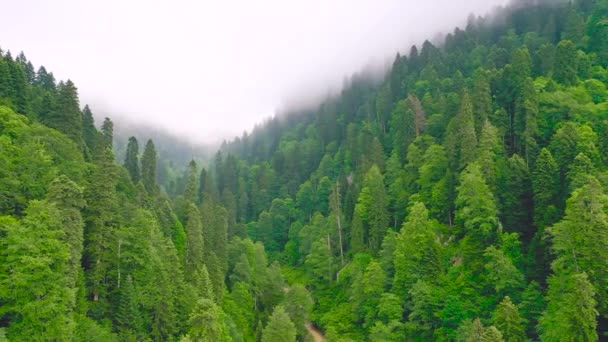 Garganta de montaña con denso bosque de coníferas con nubes bajas - Imágenes, Vídeo
