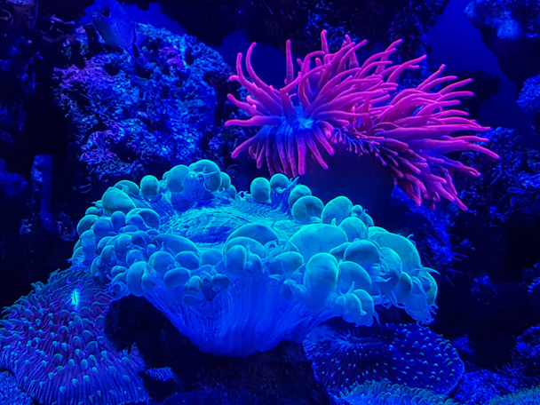 водоросли и кораллы - Фото, изображение