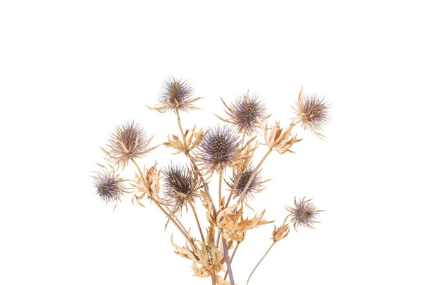 Dry thistle flowers isolated on a white background - Photo, Image