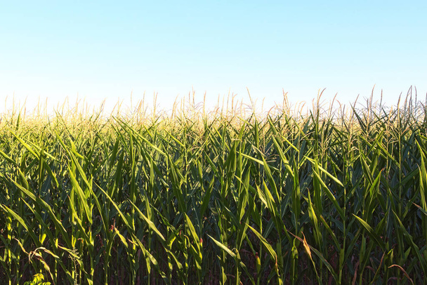 Nahaufnahme von schönen hohen grünen Maispflanzen auf einem landwirtschaftlichen Feld gegen den blauen Himmel. Die Muster im Bereich der Landwirtschaft. Landwirtschaftskonzept. Nahrung aus Maisplantagen. Ukraine.  - Foto, Bild