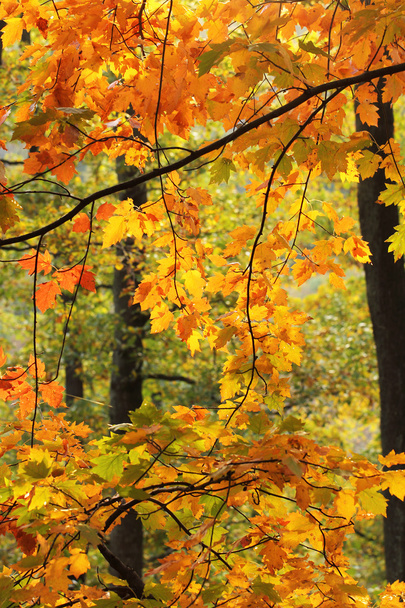 秋の森の紅葉 - 写真・画像