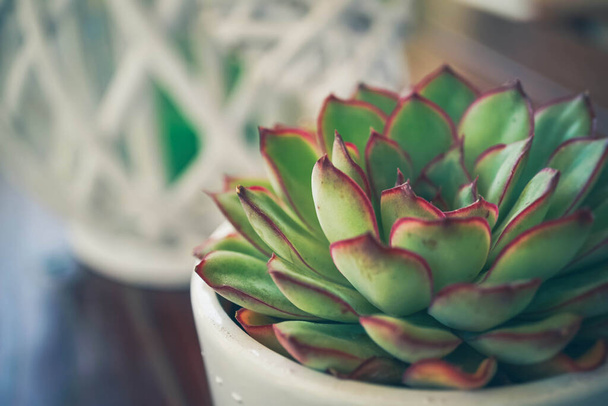 Plante succulente vert-rouge dans un pot blanc comme décoration sur la table - Photo, image