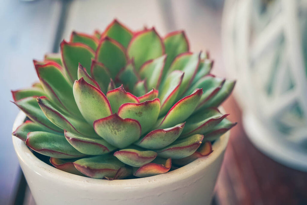 Green-red succulent plant in a white pot as decoration on the table - Fotó, kép