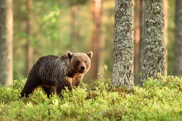 giovane orso bruno nel paesaggio forestale - Foto, immagini