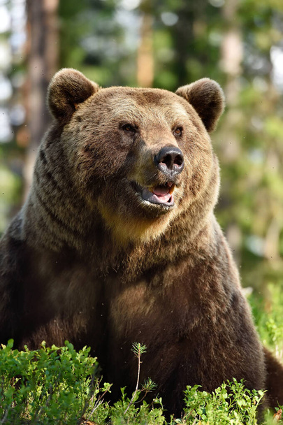 barna medve portré az erdőben nyáron - Fotó, kép