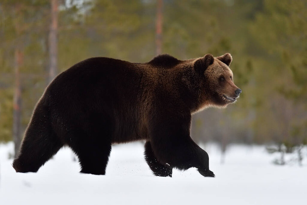 Μεγάλη αρσενική καφέ αρκούδα περπατά στο χιόνι την άνοιξη - Φωτογραφία, εικόνα