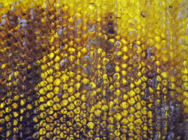 Drop of bee honey drip from hexagonal honeycombs filled with golden nectar. Honeycombs summer composition consisting of drop natural honey, drip on wax frame bee. Drop of bee honey drip in honeycombs. - Photo, Image
