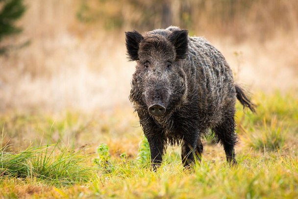 Wild boar standing on meadow in autumn nature. - Zdjęcie, obraz