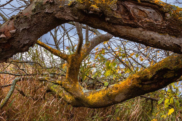 Absztrakt háttér görbe fatörzsek régi fák benőtt sárga moha - Fotó, kép