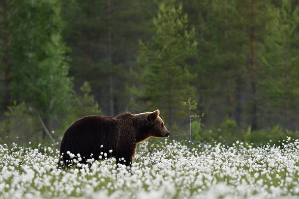 Brown bear in flourishing bog landscape at summer. Bear in bog scenery. - Photo, Image