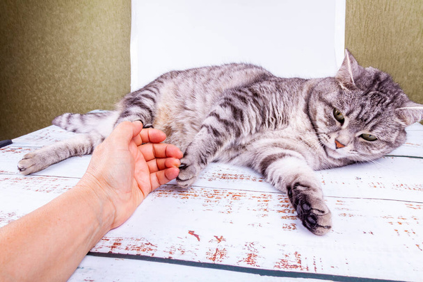 Gray cat playing with hand  - Foto, Bild