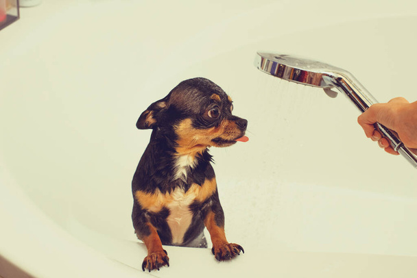 Chihuahua pies coraz przyjemność z prysznicem w wannie. Chihuahua kąpią się pod prysznicem.. - Zdjęcie, obraz