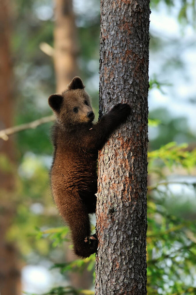 Barna medve ölel egy fát. Barna medve kölyök egy fán. Medvebocs mászik egy fára. - Fotó, kép