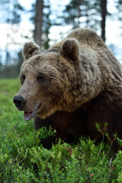 Barna medve közeledik. Barna medve portré az erdőben. - Fotó, kép