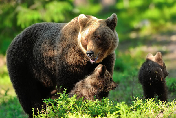 Matka medvědice s mláďaty. Maminka s mláďaty. Rodina medvědů v lese. - Fotografie, Obrázek