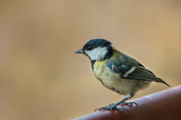 Juvenal great tit (Parus major) with ruffled feathers looks small and fragile sitting on the balcony railing. Left profile of the bird, watching over neighborhood. Blurred background. - Fotoğraf, Görsel