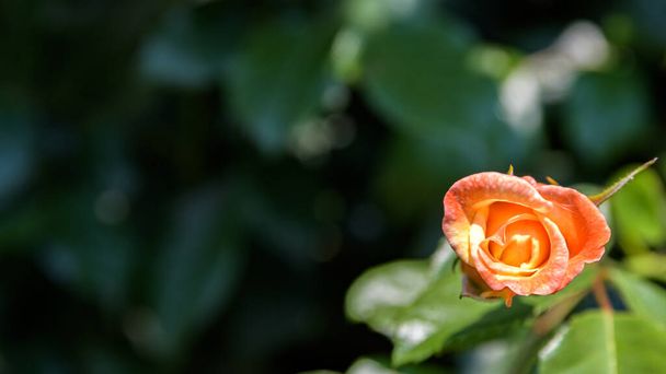 Μικρό κίτρινο τριαντάφυλλο μπουμπούκι σε σκούρο πράσινο φόντο. - Φωτογραφία, εικόνα