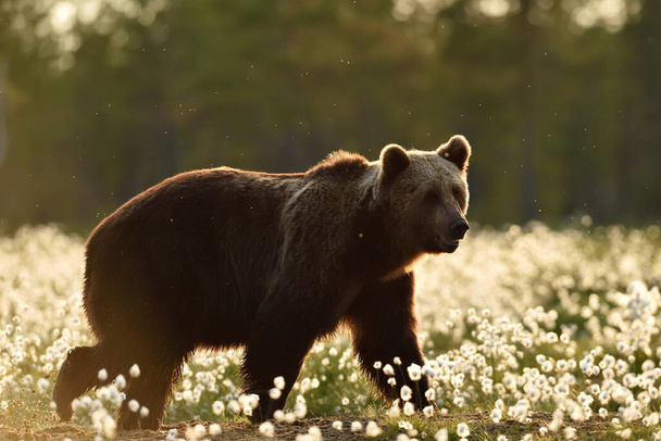 Brązowy niedźwiedź spacerujący w bagnie z kwitnącą bawełnianą trawą - Zdjęcie, obraz