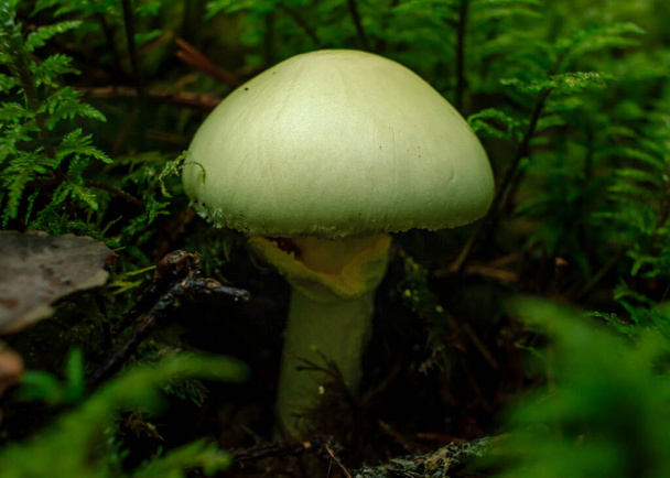 Žluté houby smrt pohár otrávit rostlina rostoucí v zeleném deštném pralese, rozmazané pozadí - Fotografie, Obrázek