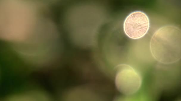 close-up macro van helder natuurlijk licht - Video