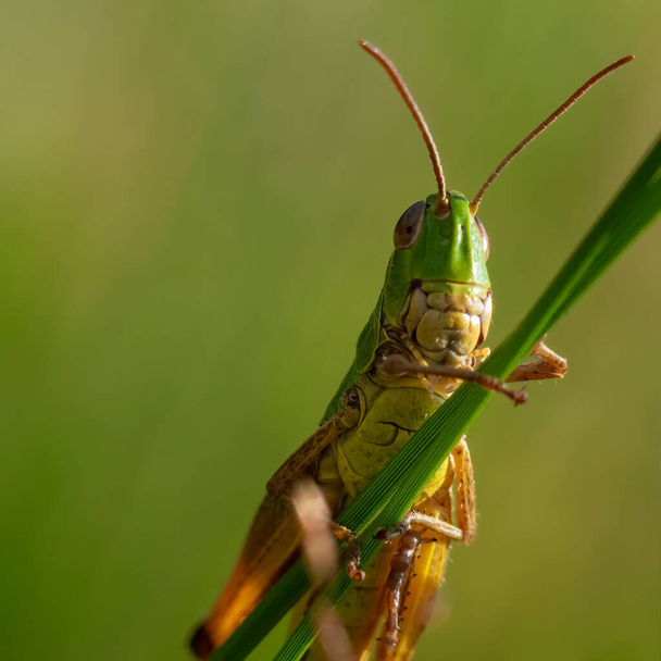 green grasshopper under view with blurred green background. - Photo, Image