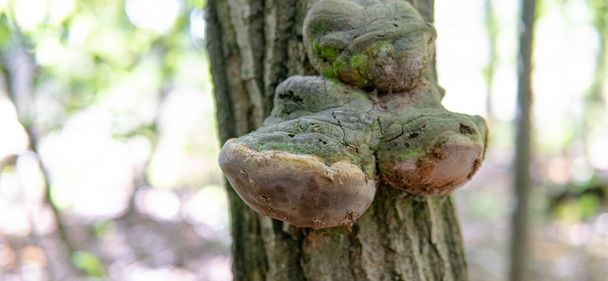 Fomes fomentarius, tinder wood-destroying parasitic fungi in their natural habitat. Useful tinder fungi for human health - Photo, Image