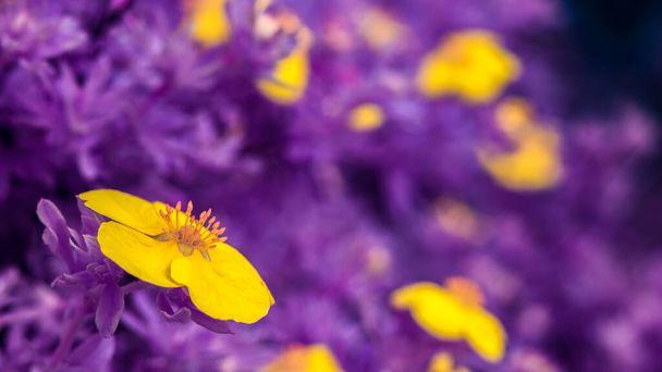 Múltiples mariposas (Ranunculus) floreciendo en el prado. Luz infrarroja da neblina fondo púrpura. - Foto, Imagen