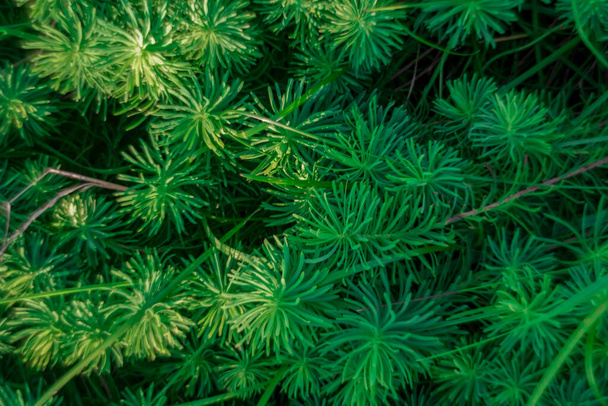 Green grass looking like pine tree needles. Blurred texture background. - Photo, Image