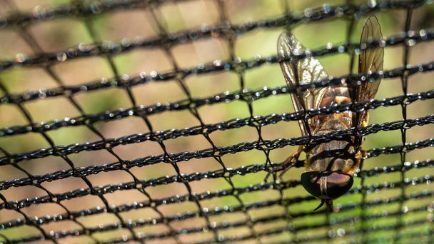Top view of horse fly stuck in black paintball field net. Macro closeup. Blured background. - Photo, Image