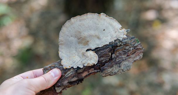 parasitic fungi of the polypore family, scientific experiments on the fungal family Polyporaceae - Photo, Image