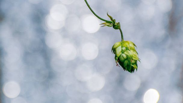 горький зеленый конус хмеля на размытом серебряном фоне. Пиво пивоварения ингредиент. Горизонтальный вид с коповым пространством - Фото, изображение