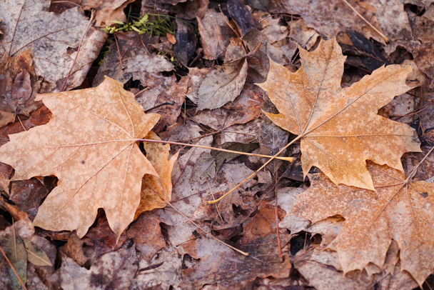 Feuilles d'automne orange sur le sol. Feuilles tombées.feuilles d'automne tombées - Photo, image