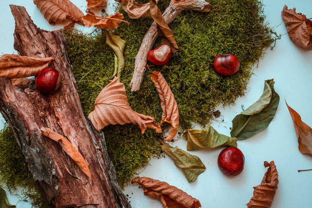 background image of autumn leaves, chestnut fruit and green moss. on a light background, top view.several chestnut fruits are on the table - Fotografie, Obrázek
