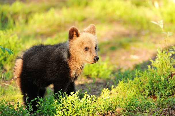cucciolo di orso nella foresta estiva - Foto, immagini