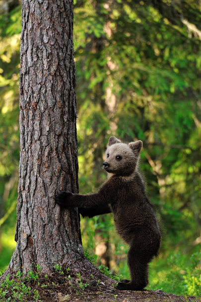 Barna Medve kölyök áll az erdőben - Fotó, kép