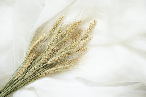 spikelets of wheat on isolated white background close up - Photo, Image