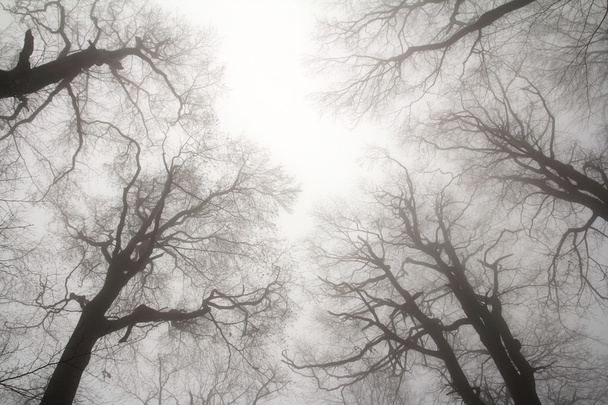 zimní stromů - Fotografie, Obrázek