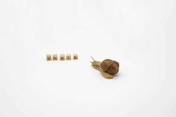 Beautiful grape snail move to wooden cubes. On cubes written word SNAIL - Photo, Image