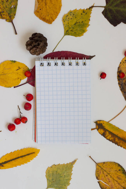 autumn composition and bright foliage on a white background - Foto, Bild