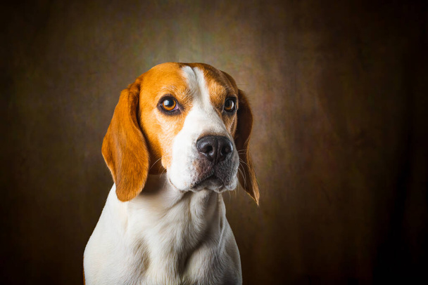 Tricolor Beagle hond wacht en vangt een traktatie in de studio, tegen een donkere achtergrond. Hond thema - Foto, afbeelding