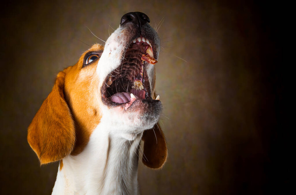 Chien tricolore Beagle attendant et attrapant un régal en studio, sur fond sombre. Thème canin - Photo, image