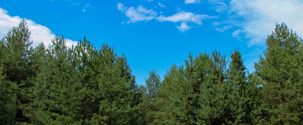 Banner pine forests in summer. Forests of Bosnia and Herzegovina. - Foto, afbeelding