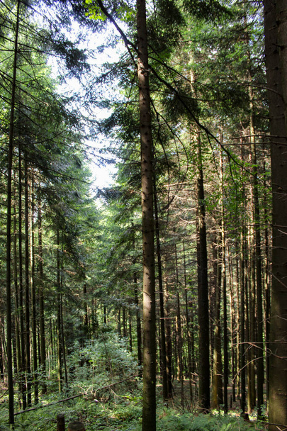 Tiro vertical. Floresta de coníferas, árvores longas na floresta. Florestas da Bósnia e Herzegovina. - Foto, Imagem