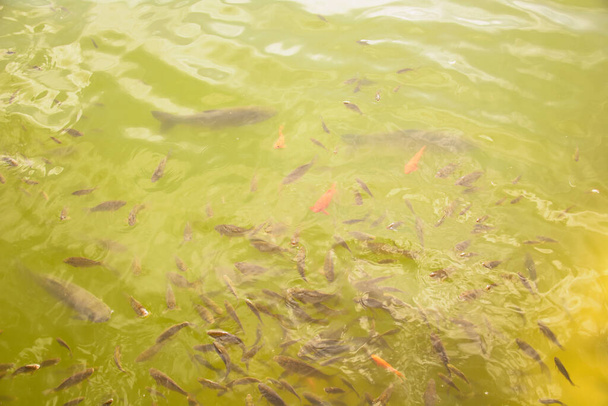 Ένα σμήνος από όμορφα μεγάλα και μικρά ψάρια κολυμπούν σε μια λίμνη - Φωτογραφία, εικόνα