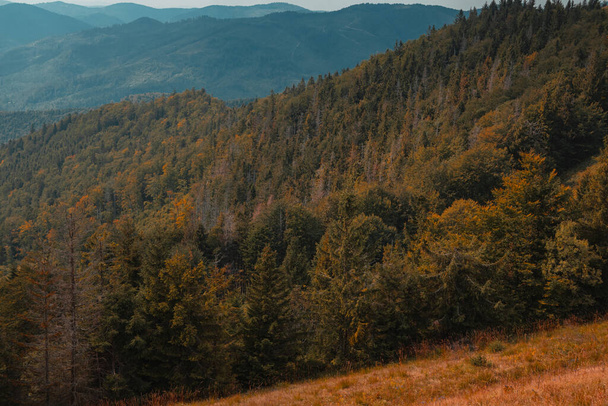 automne feuillage doré pinède forêt montagne paysage photographie aérienne vue panoramique d'en haut en octobre mois temps - Photo, image