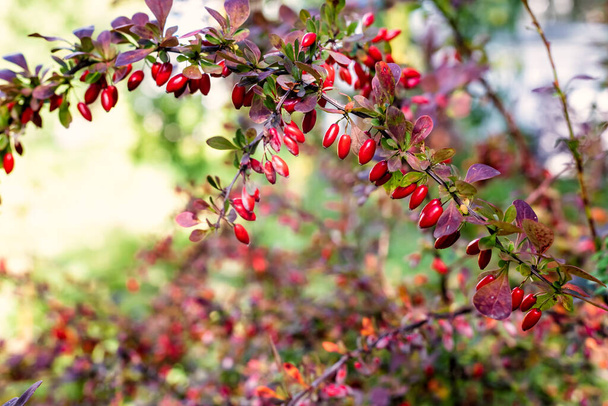 Branch with red berries of the barberry in the garden, selective focus. - Photo, Image
