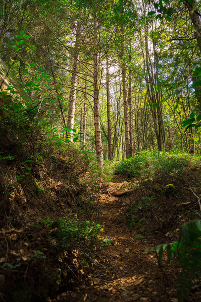 μαλακή εστίαση κάθετη εικόνα τοπίο του πράσινου δάσους ψηλά δέντρα στα Καρπάθια βουνά άγρια φύση περιβάλλον χώρο - Φωτογραφία, εικόνα