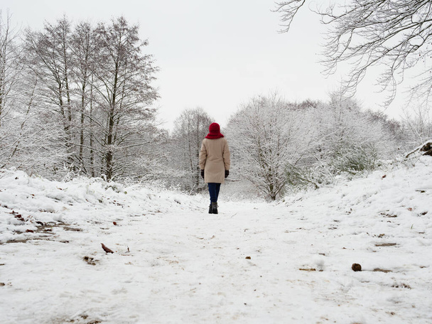 Back view of adult woman walk in winter forest. Snowy nature landscape. Activity relax on fresh air concept. - Φωτογραφία, εικόνα