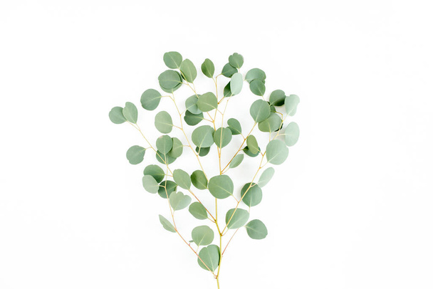 green branch eucalyptus on white background. flat lay, top view - Fotó, kép